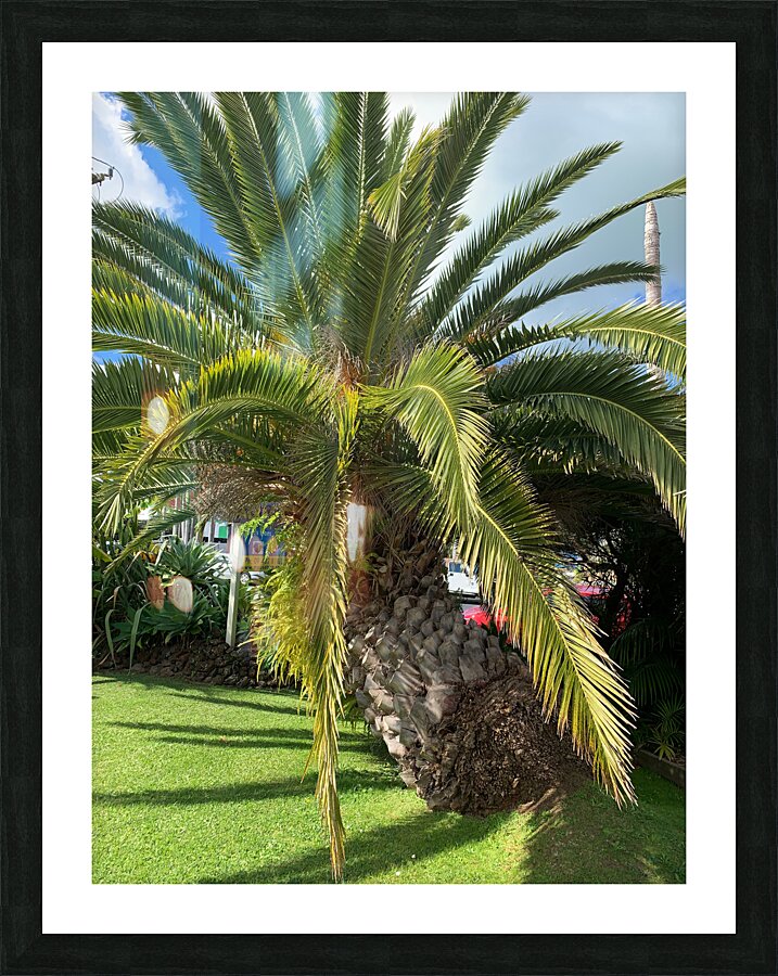 Baby Palm Tree Picture Frame print