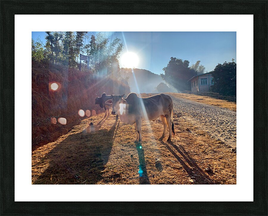 Cows in the Sun Picture Frame print