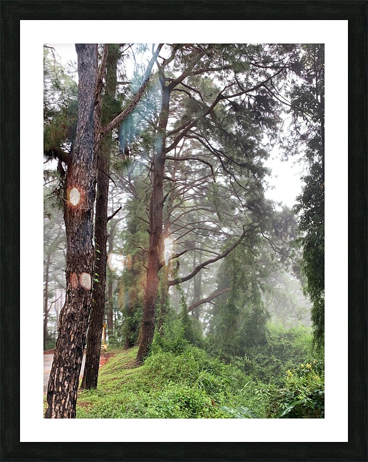 Trees of Mystery Picture Frame print