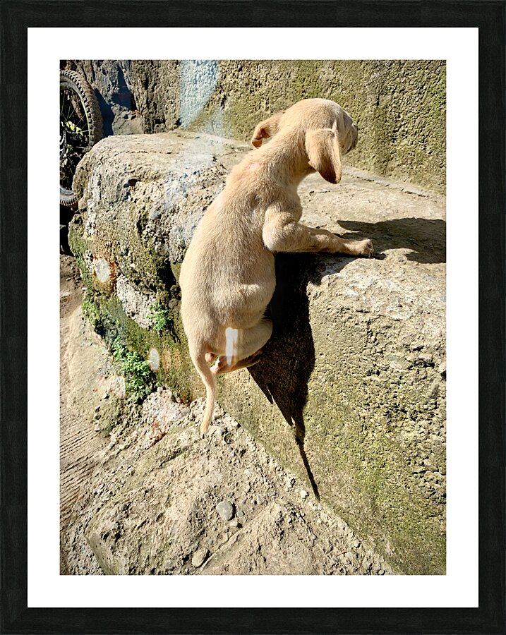 Puppy s efforts Picture Frame print