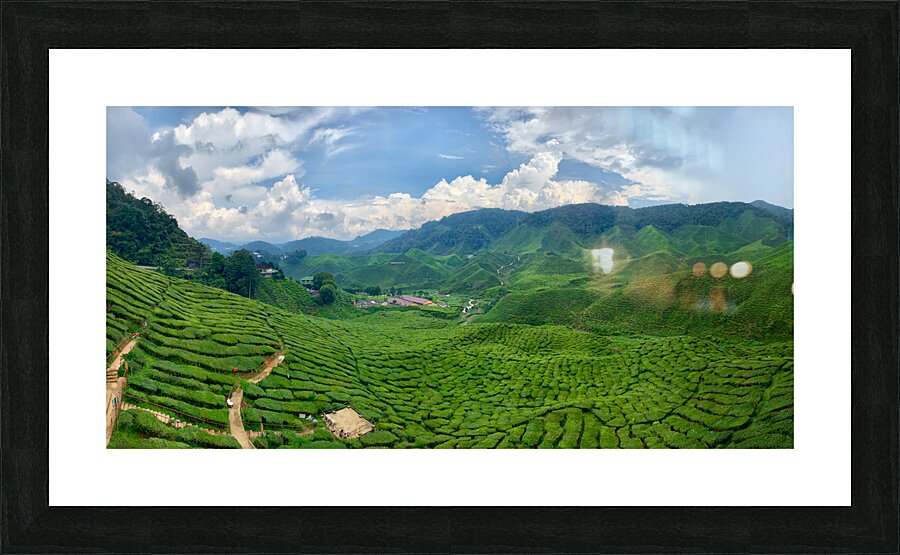 Tea Plantations 8 Impression et Cadre photo