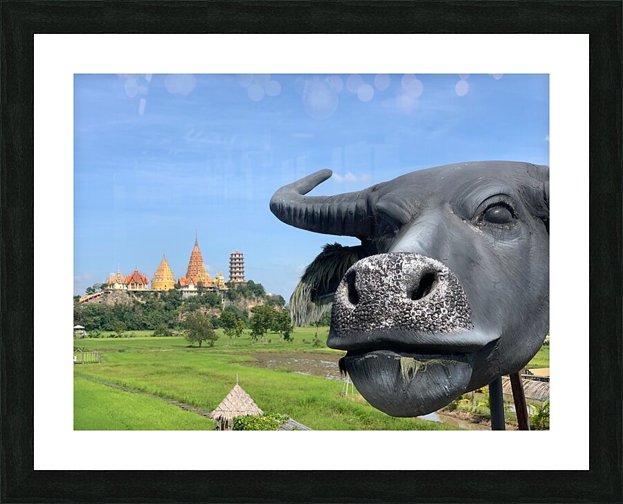 Water Buffalo Head in front of Temple Picture Frame print
