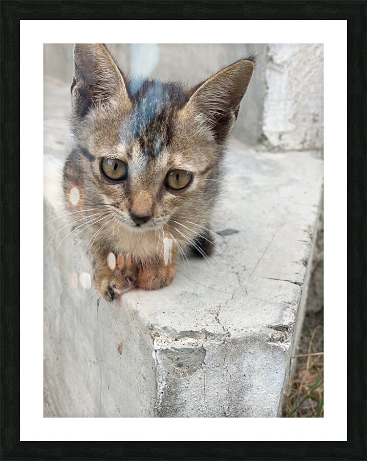 Cute Kitty 3 Picture Frame print