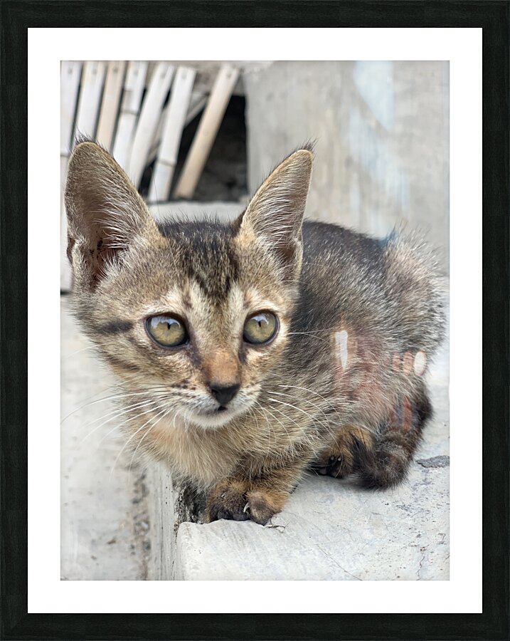 Cute kitty 2 Picture Frame print