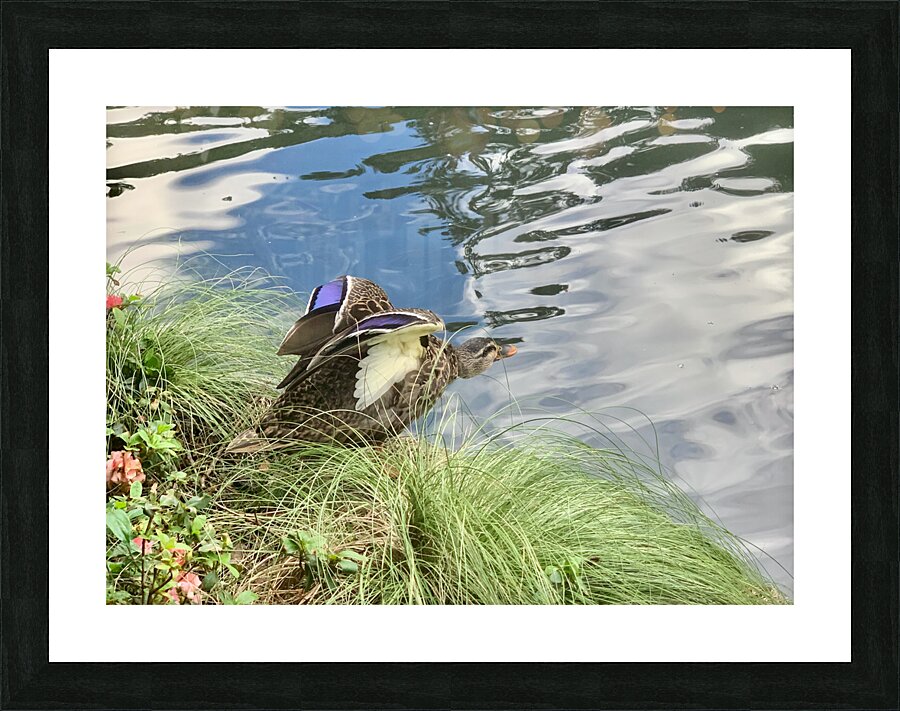 Duck Ready to Fly Picture Frame print