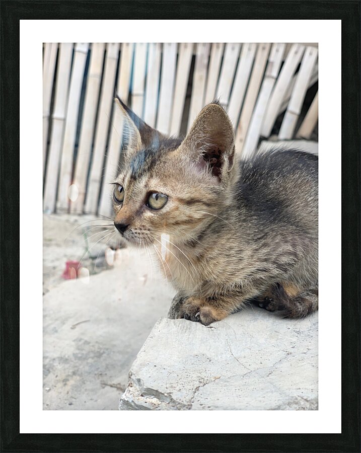 Cute Kitty Picture Frame print