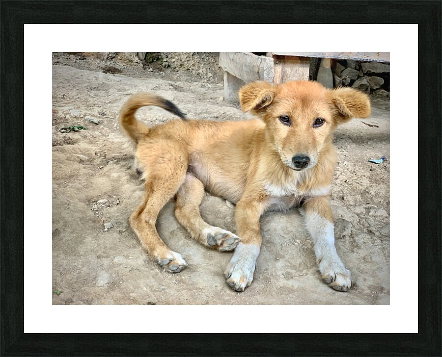 Cute Puppy Picture Frame print