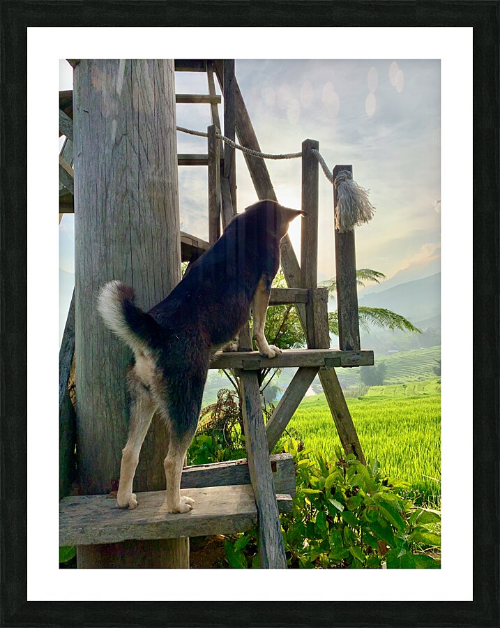 Dog Watching the Sunset Picture Frame print