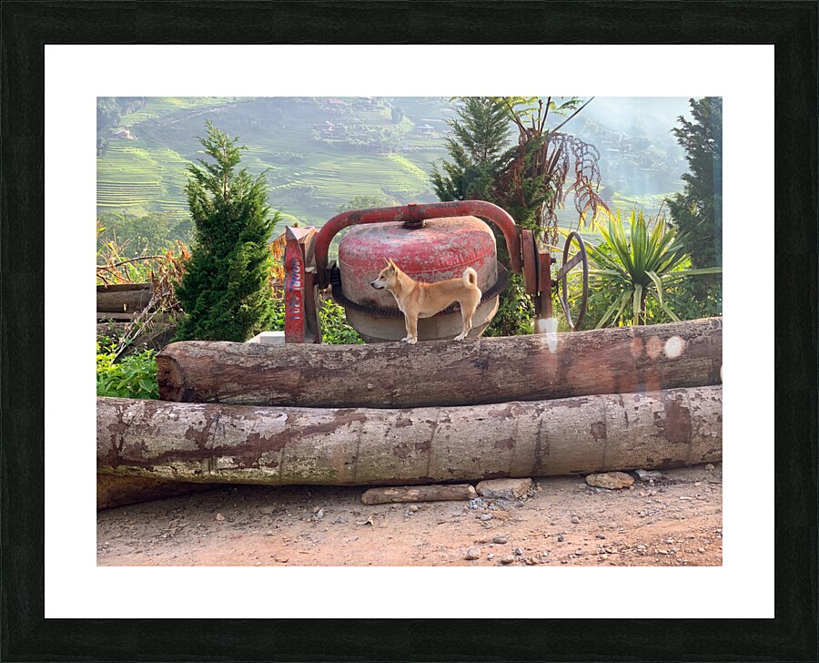Dog Standing on Wood Picture Frame print