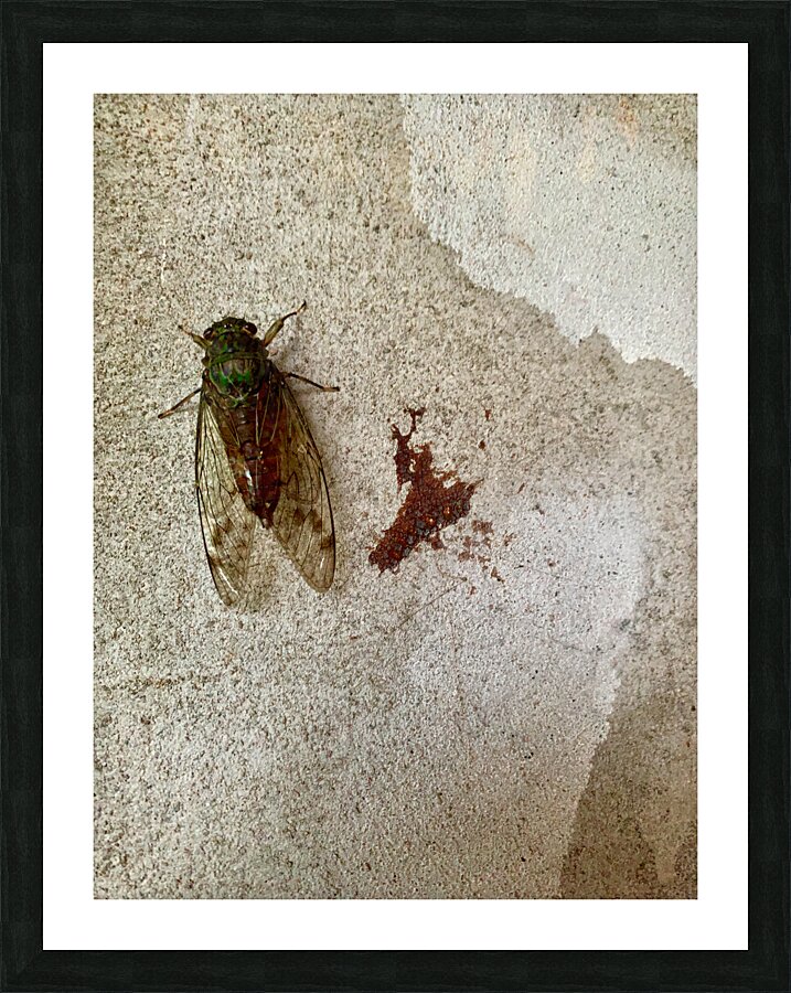 The Fly Picture Frame print