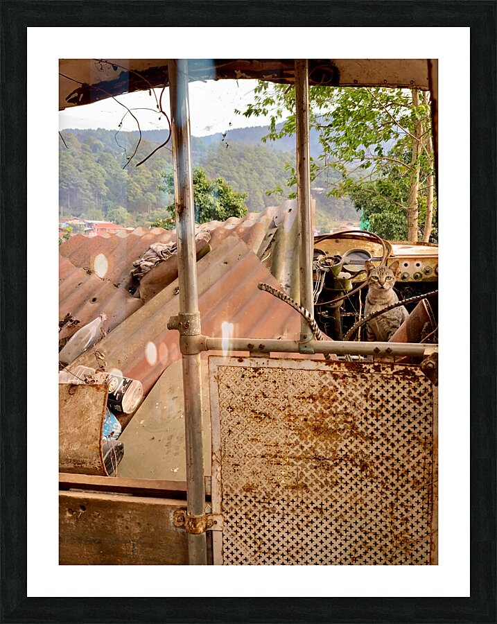 The Cat Living in the Ambulance Picture Frame print