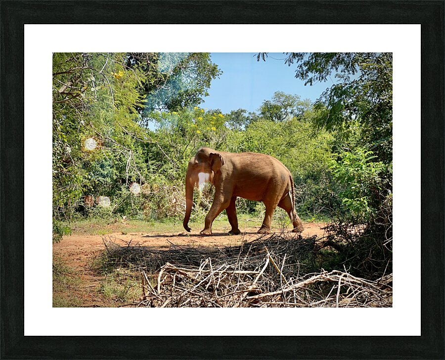Elephant in the Wild Picture Frame print