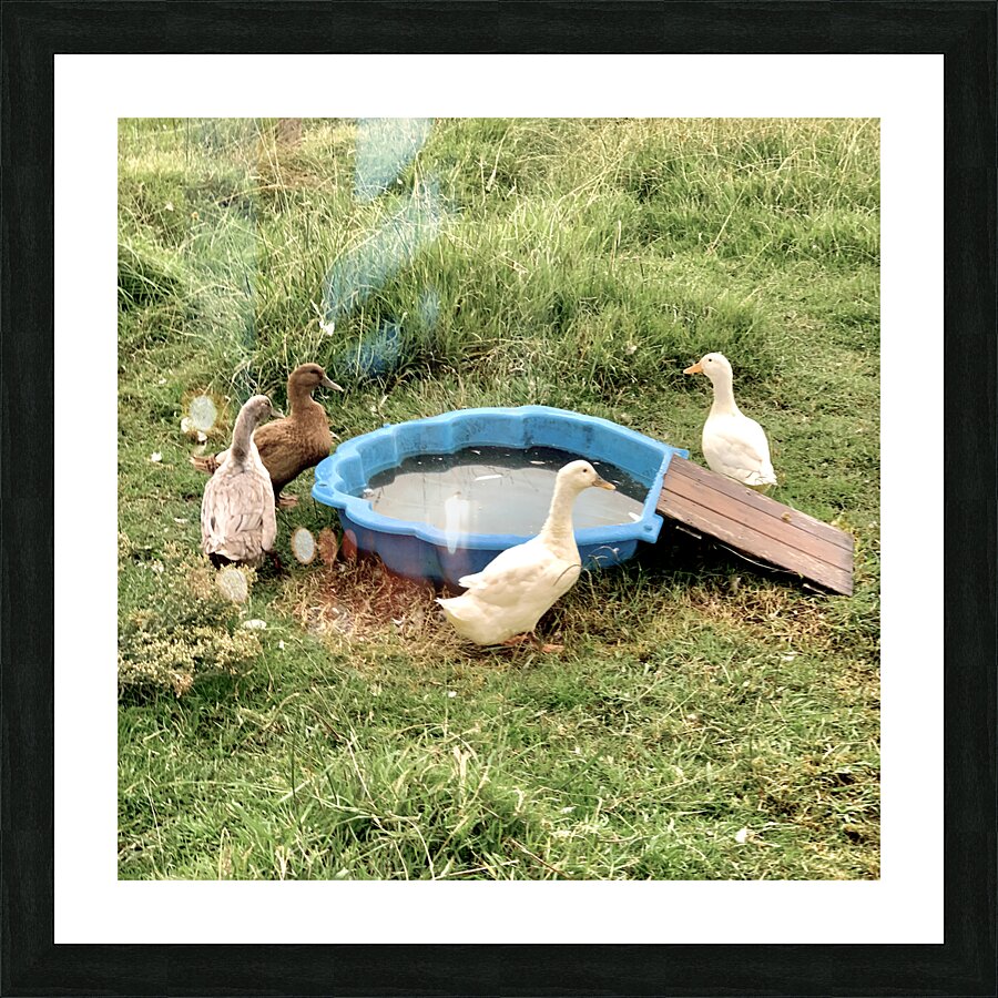 Ducks Plastic Pool Picture Frame print