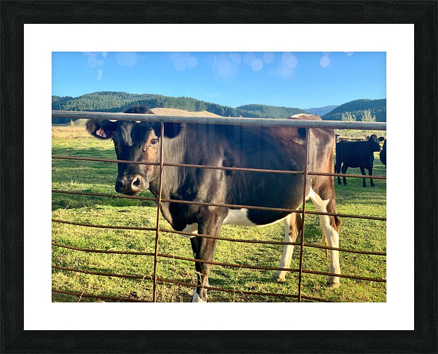 Cow Look Picture Frame print