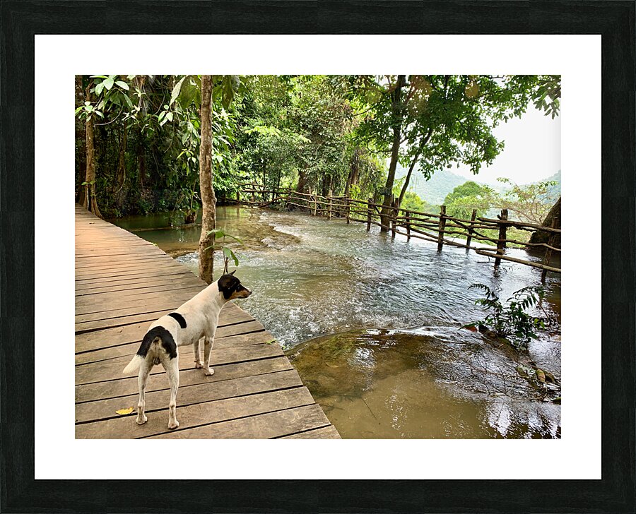 Dog Looking at the Horizon Picture Frame print