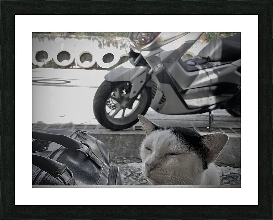 I Closed my Eyes Again   Cat Picture Frame print