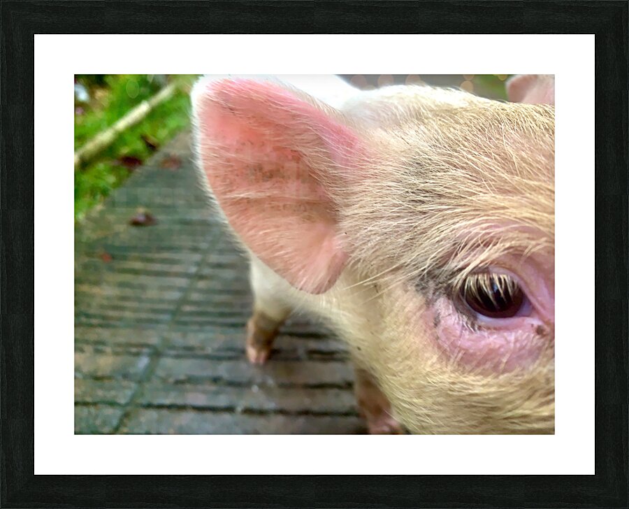 Pig Eye Picture Frame print