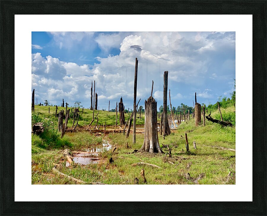 Field of Broken Trees Picture Frame print