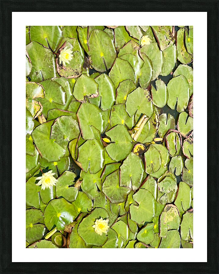 Water Lilies Picture Frame print