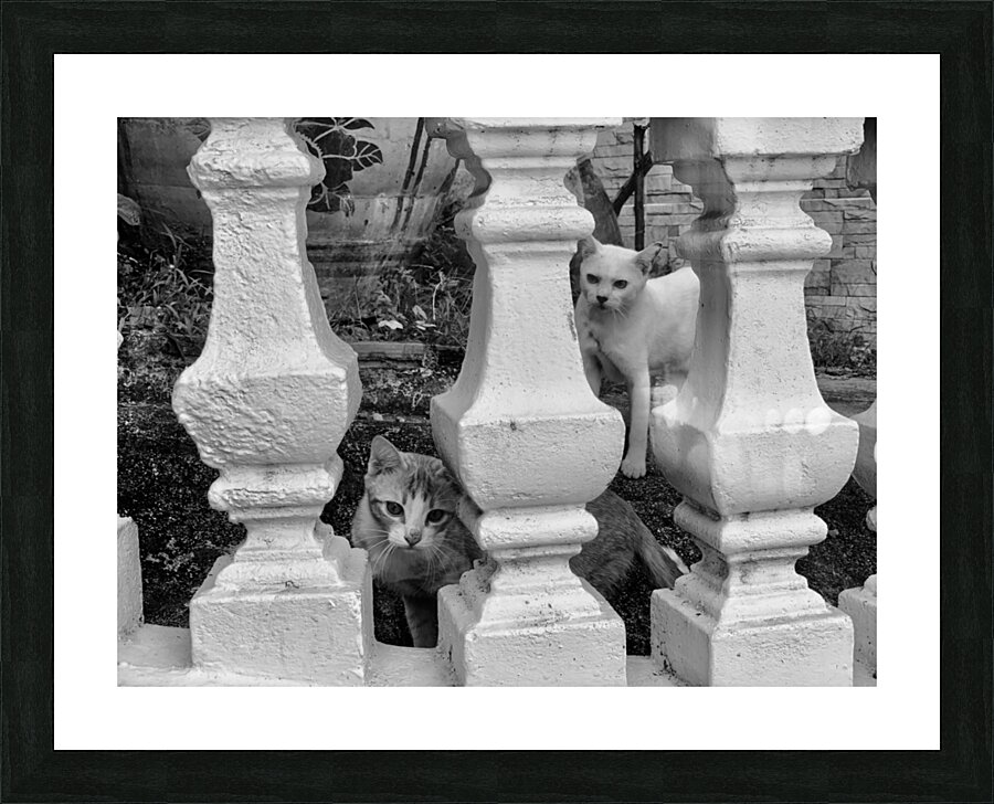 BW Cats Peaking Through Picture Frame print