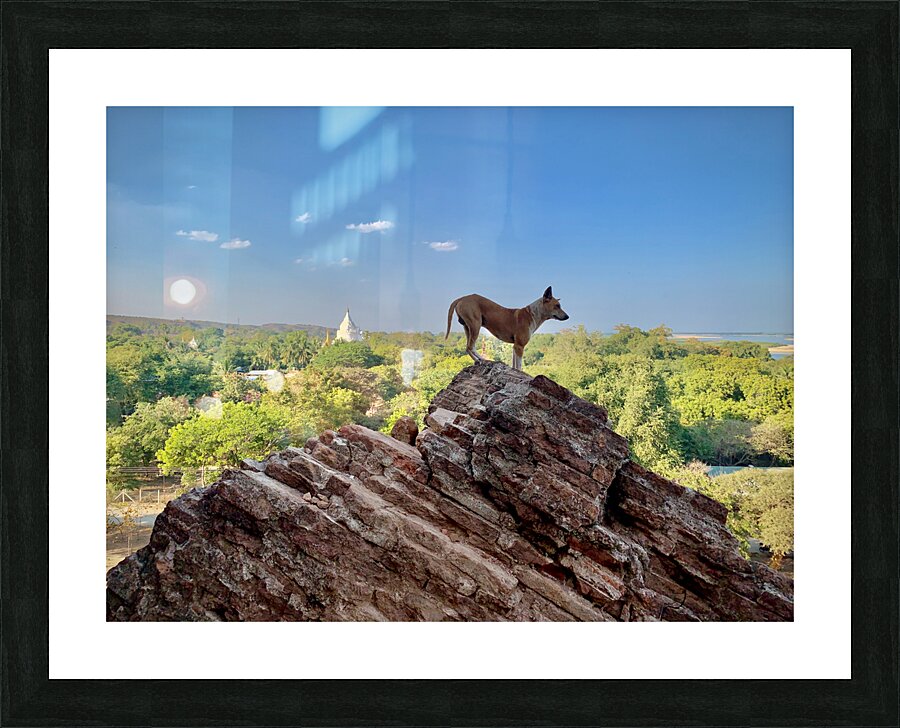 Downward Facing Dog Picture Frame print