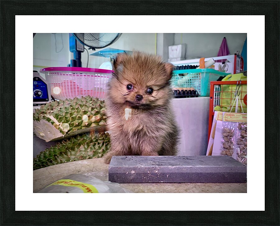 Furry Puppy Picture Frame print