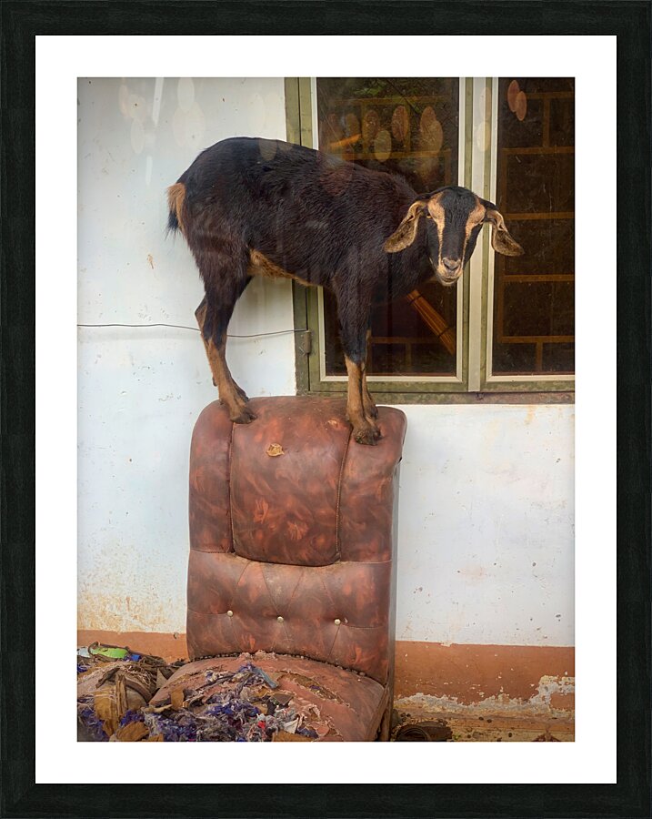 Goat on a Seat Picture Frame print