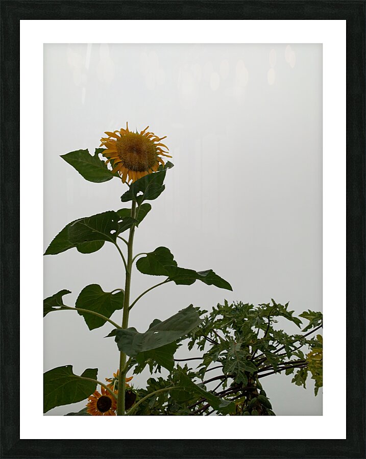 Mysterious Sunflower Picture Frame print
