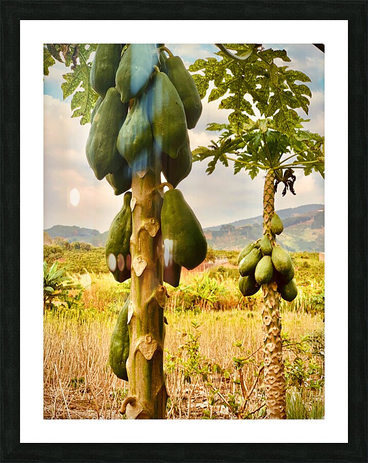 Papaya Trees Picture Frame print