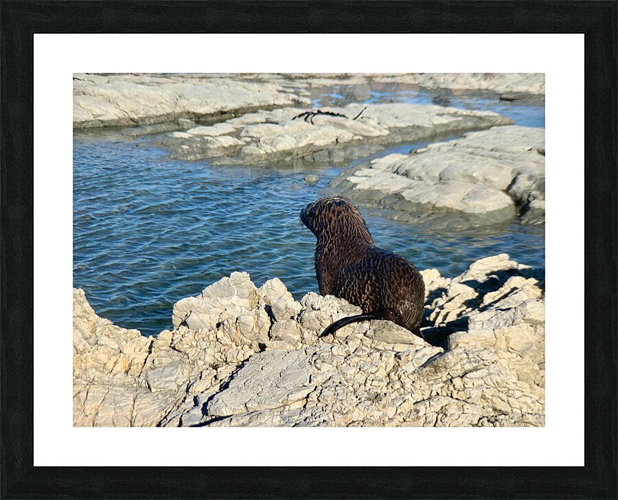 Seal Looking at a Distance Picture Frame print