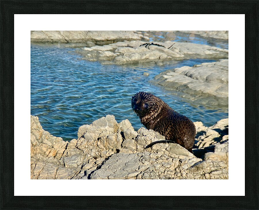 Seal Looking Back at You Picture Frame print
