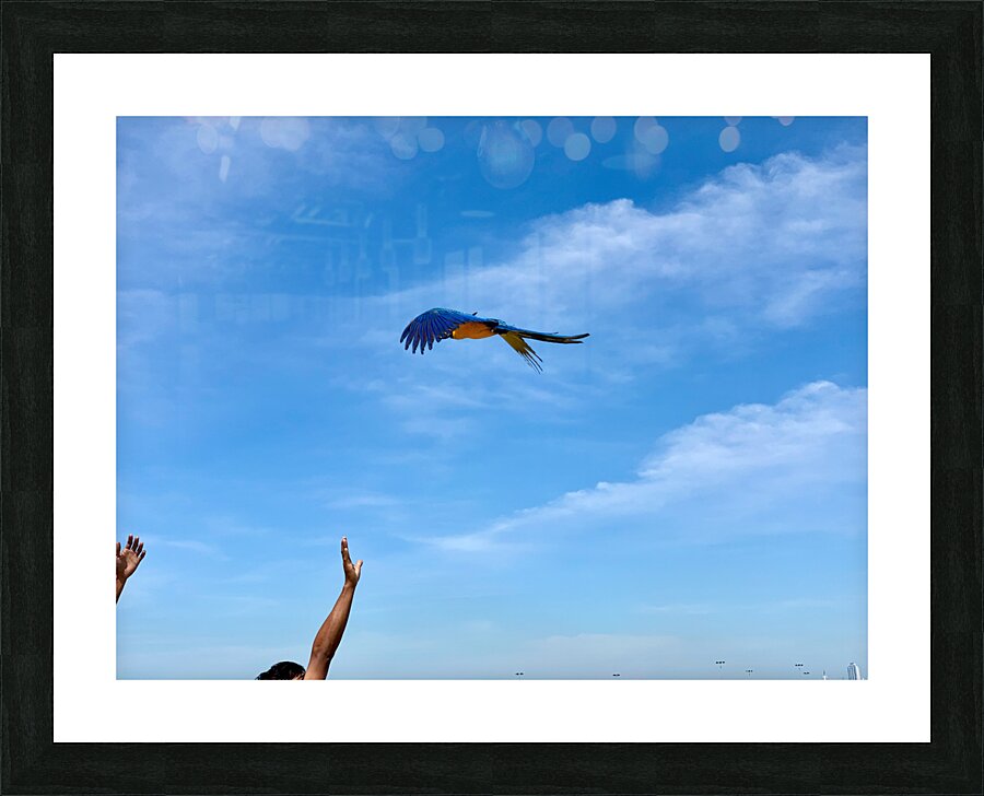 Macaws with Hands Picture Frame print