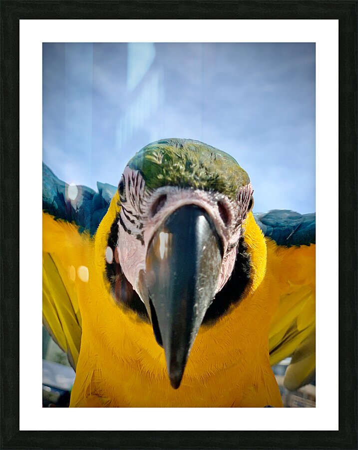 Macaws Close up Picture Frame print