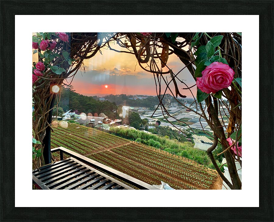 Ring of Roses for Sunset Picture Frame print