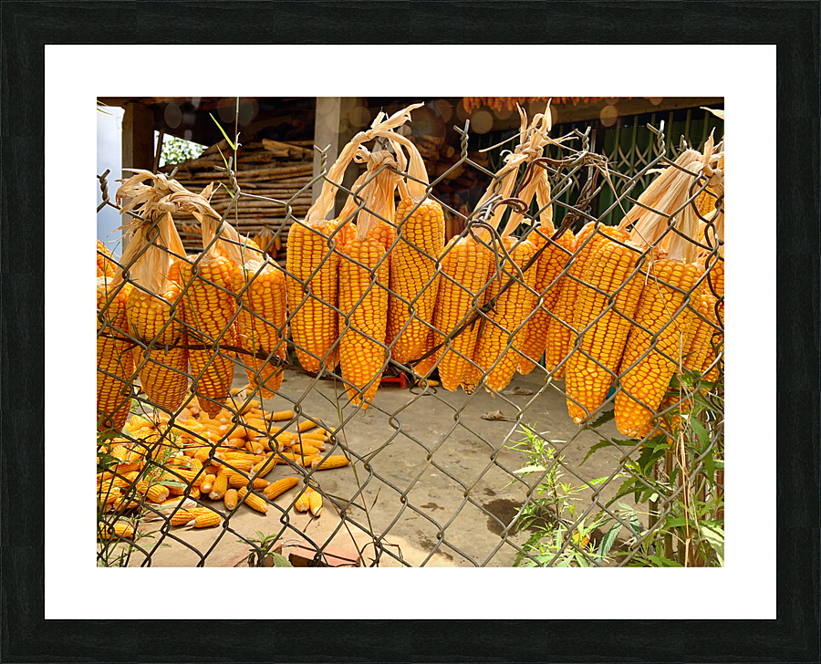 Corn Hanging on the Fence Picture Frame print