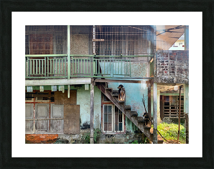 Dogs Looking Right Picture Frame print