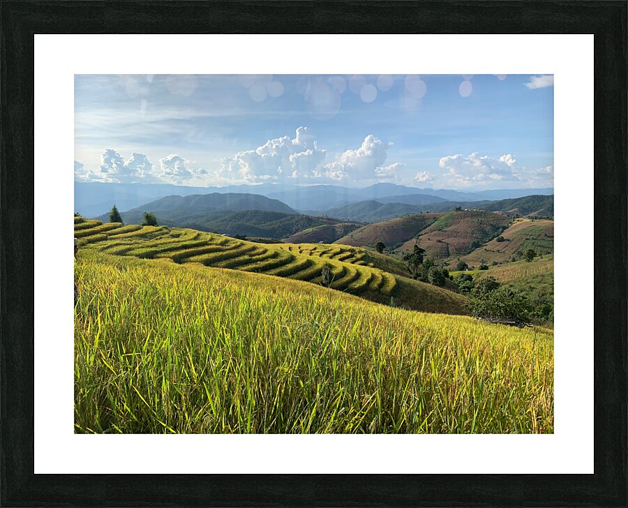 Beautiful Rice Field Picture Frame print