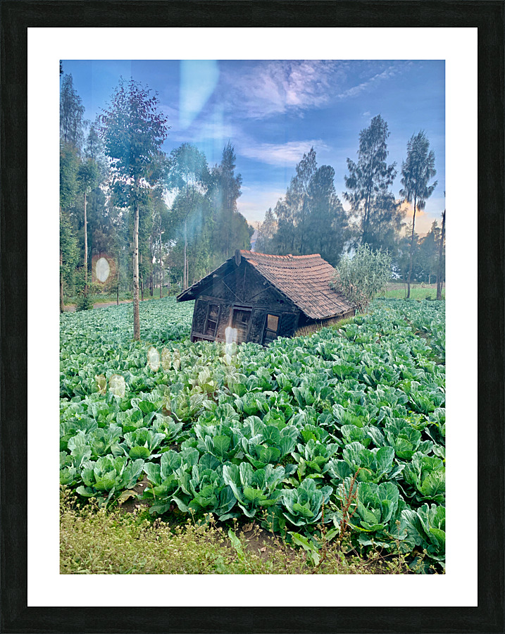 Little Cabbage House Picture Frame print