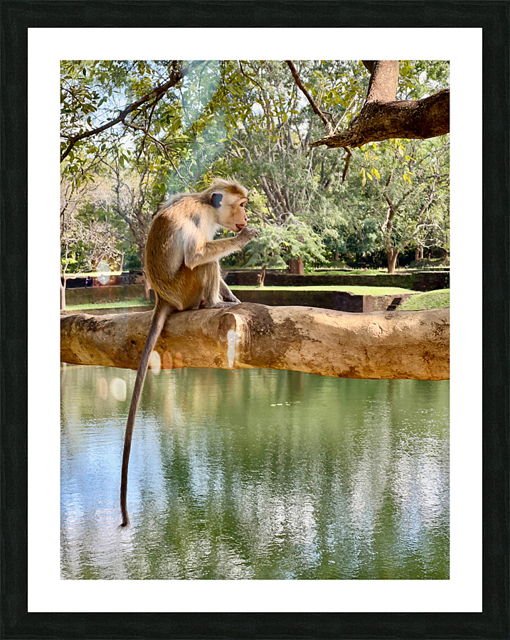 Monkey on a Branch Picture Frame print