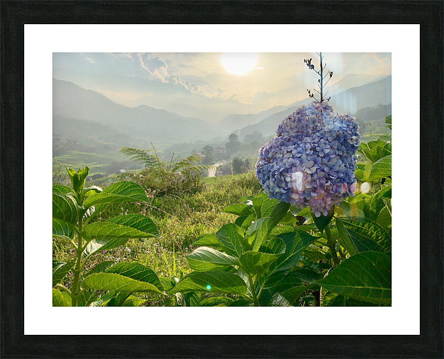 Purple Flowers for Sunset Picture Frame print
