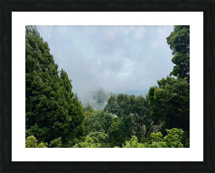 Foggy Forest Picture Frame print