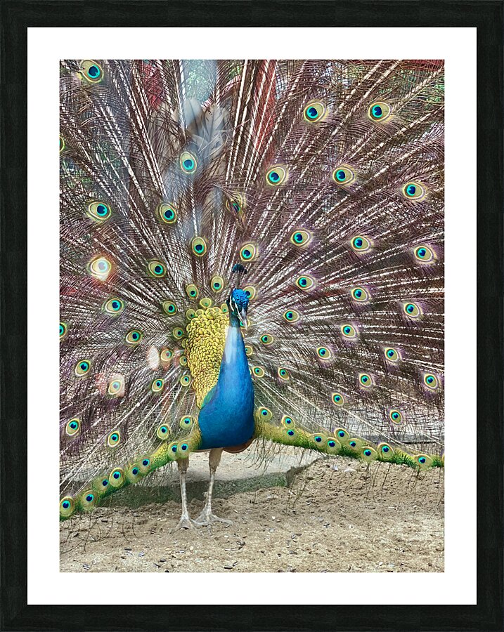 The Peacock Picture Frame print
