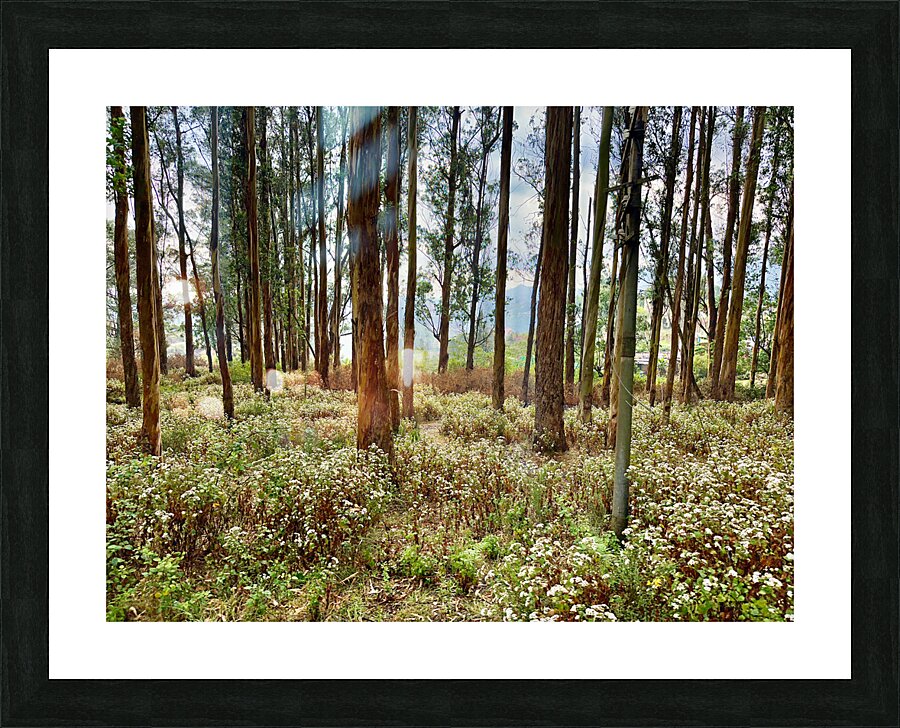 Through the Trees 2 Picture Frame print