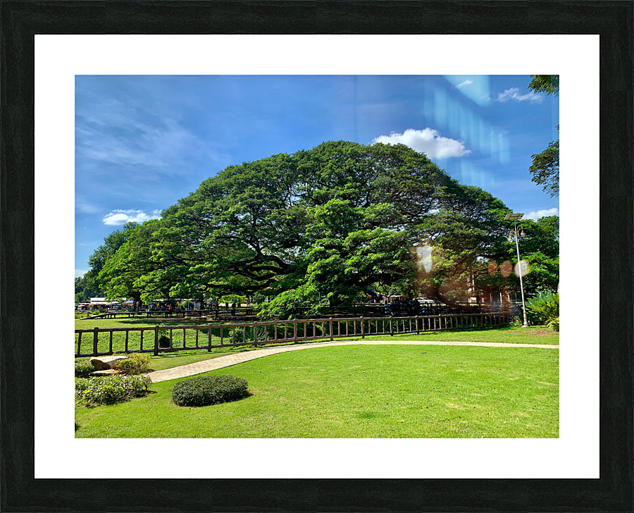 Giant Raintree 2 Picture Frame print