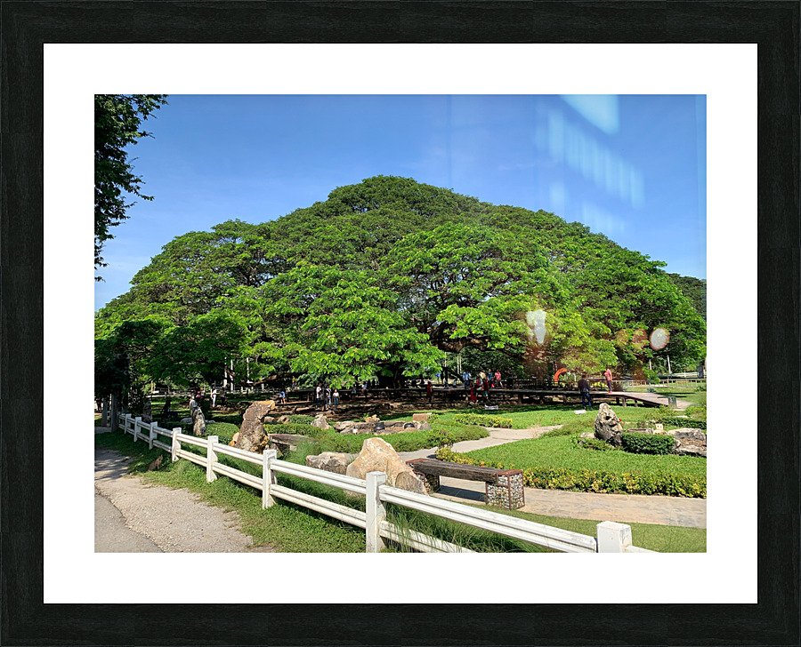Giant Raintree 1 Picture Frame print