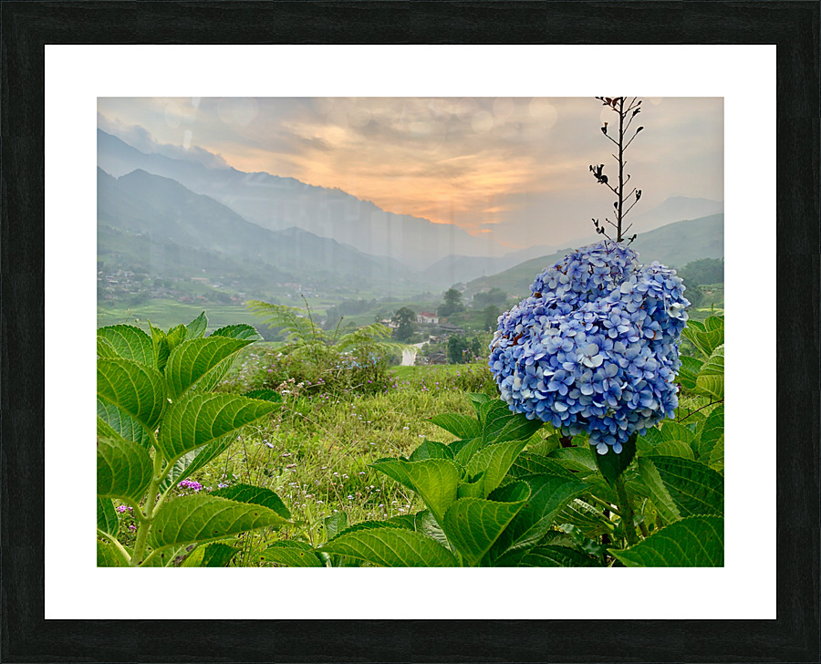 Purple Flowers for Sunset 2 Picture Frame print