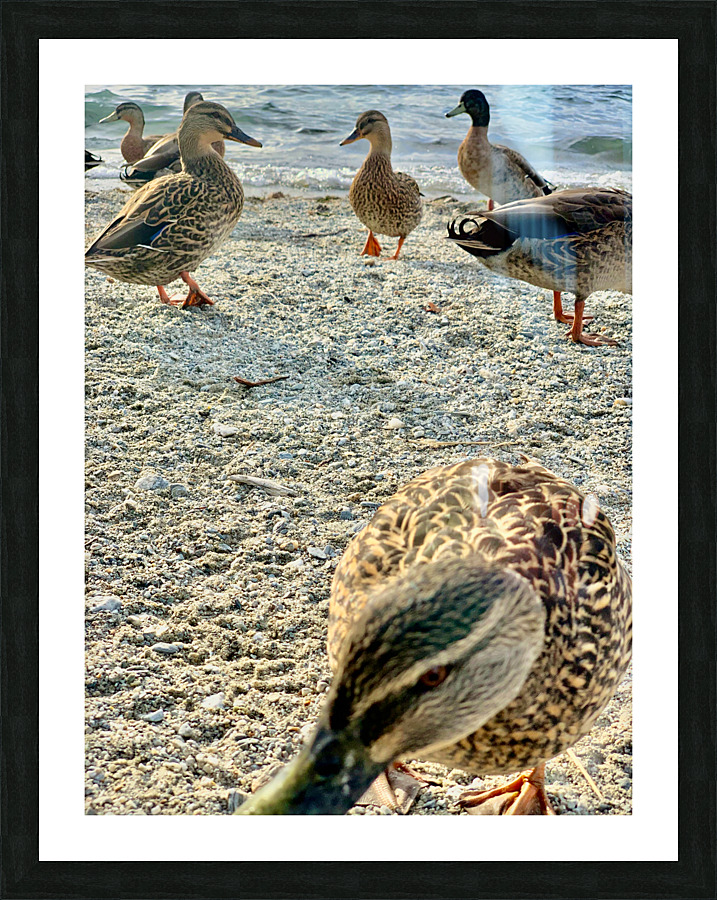 Ducks on the Beach Picture Frame print