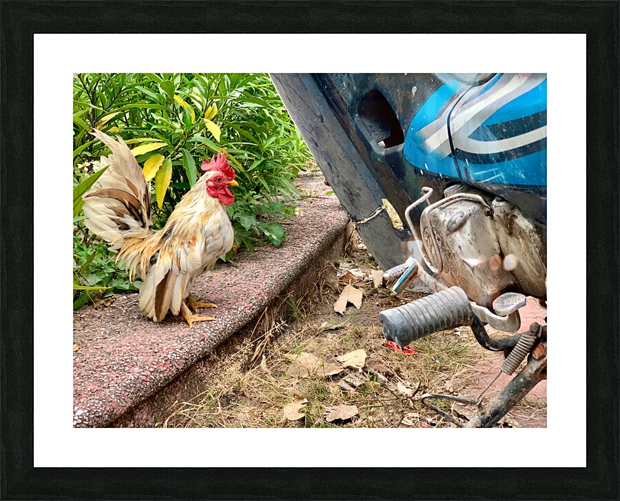 Rooster Bike Picture Frame print