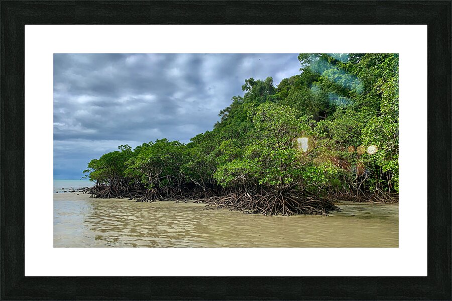 Mangroves Picture Frame print