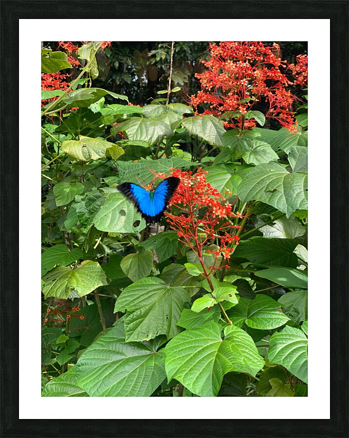 The Blue Butterfly Picture Frame print